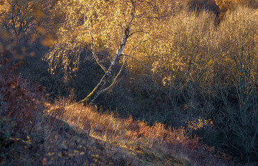 Silver Birch in Early Autumn Sunlight