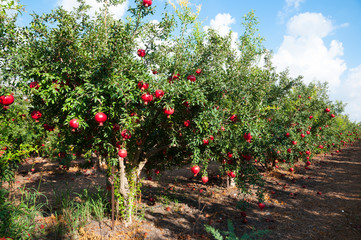 Fototapeta na wymiar Red Pomegranate orchard