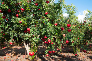 Red Pomegranate orchard