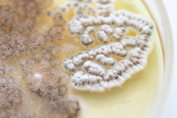Mold Beautiful, Colony of Characteristics of Fungus (Mold) in culture medium plate from laboratory microbiology.