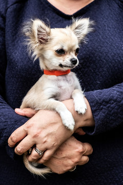 Woman holding a small dog in her arms. 