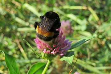 Bumblebee on a clover flower in the garden, closeup 