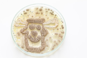 Mold Beautiful, Colony of Characteristics of Fungus (Mold) in culture medium plate from laboratory microbiology.