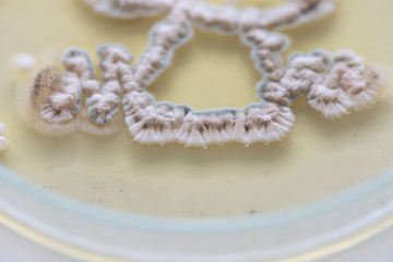 Mold Beautiful, Colony of Characteristics of Fungus (Mold) in culture medium plate from laboratory microbiology.