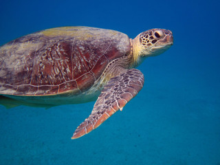 Obraz premium sea turtle