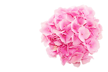 Top view of fresh hydrangea flower isolated on white background. Rose flowers and free space for text on the left.