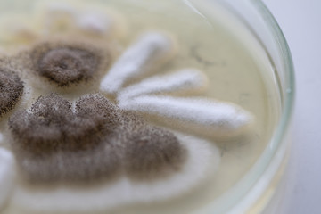 Mold Beautiful, Colony of Characteristics of Fungus (Mold) in culture medium plate from laboratory microbiology.