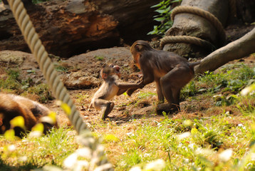 A small and young monkey playing with older brother. This primate named mandrillus sphinx.