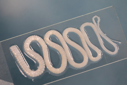 Tapeworm is a freshwater fish parasite under the microscope for education.