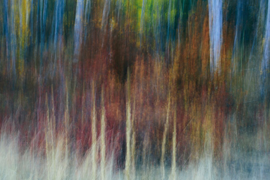 Blurred motion, a forest of aspen trees in autumn, straight white tree trunks, abstract. 