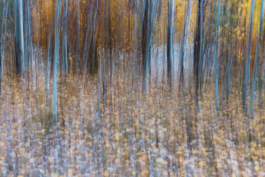 Blurred motion, a forest of aspen trees in autumn, straight white tree trunks, abstract. 