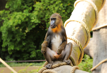 A Mandrill sitting on the trunk in nature. He playing with him penis and looking on some girls