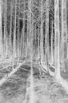 Black and white inverted image of one year old Norse Peak forest fire, near Mt. Rainier National Park (along Section I of the Pacific Crest Trail, from Snoqualmie Pass to White Pass).