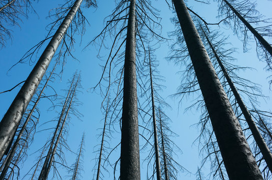 Low angle view of the Norse Peak forest fire damaged trees near Mount Rainier National Park on the Pacific Crest Trail.