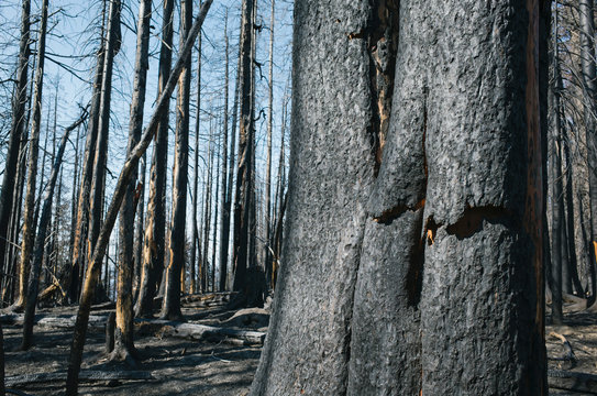 Detail of burned tree and forest from the Norse Peak fire, near Mt. Rainier National Park, Washington