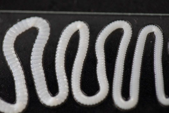 Tapeworm is a freshwater fish parasite under the microscope for education.