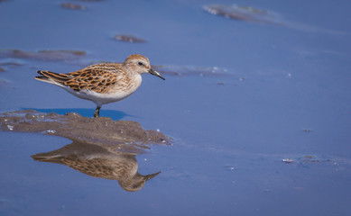 Sandpiper, Scolopacidae, a small shorebird, forages in reflective blue water