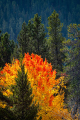 Fototapeta premium Trees in fall colors, Grand Teton National Park