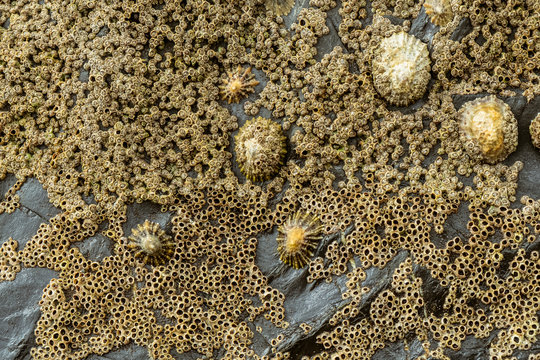 Close up of tidal rocks on a beach and small barnacles and mussels colonising the rock surface. 