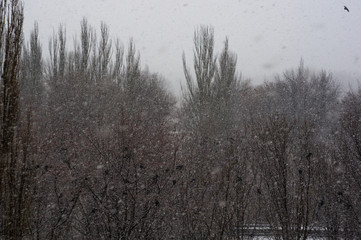 Fototapeta na wymiar Winter landscape - snow storm, snow covered trees and black birds