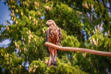 Greifvogel
