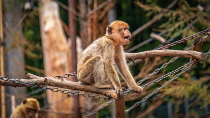Affe