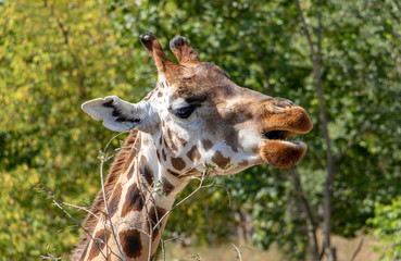 The portrait of Rothschild giraffe (Giraffa camelopardalis rothschildi).