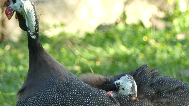 Chicken Guineafowl Guineahen in green nature field 4k