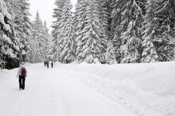 View of the snow-covered spruces and tourists walking along the snow-covered road in the ski resort Jasna.