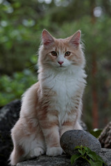 Sweet norwegian forest cat male kitten sitting outdoors on a stone