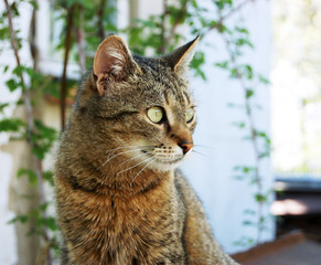 Attentive look of a cute gray cat.