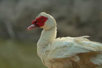  Duck at my house
