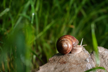 Helix pomatia on the rock in the garden after rain