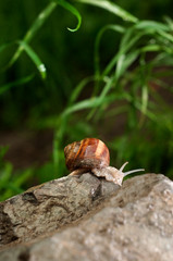 Helix pomatia on the rock in the garden after rain