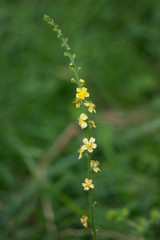 Agrimonia (Agrimonia eupatoria)