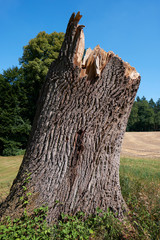 Baumstumpf nach einem Sturm
