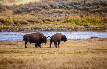 Fototapeta premium Bison on the range, Hayden Valley, Yellowstone National Park