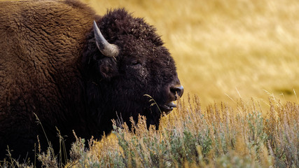 Bison on the range, Hayden Valley, Yellowstone National Park