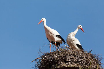 Two white storks in there nest made of branches