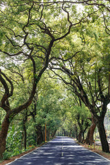 Fototapeta premium Nantou/Taiwan-April, 2018 : a famous tree tunnel in the middle of Taiwan.