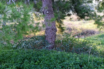 Cyprus spring forest 