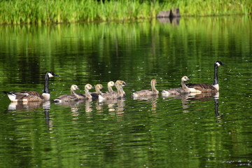 Goslings