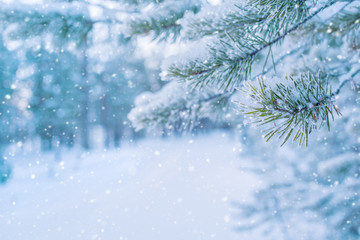 Bright winter landscape with snow-covered pine trees. Winter background.