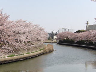 河川敷の桜