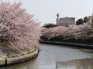 河川敷の桜