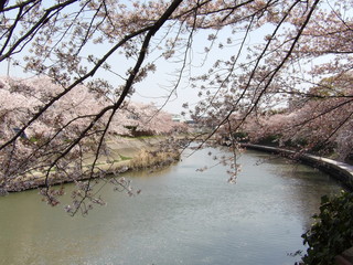 河川敷の桜