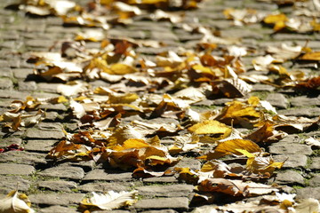 gelb verfärbtes Herbstlaub