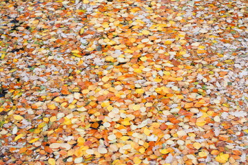 bunt verfärbtes Herbstlaub