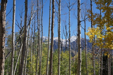 trees in the forest