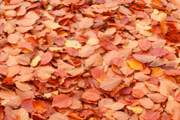 gelb verfärbtes Herbstlaub